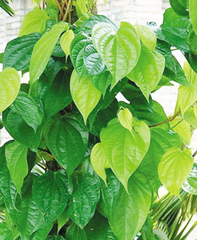 Trầu Không Trầu Không