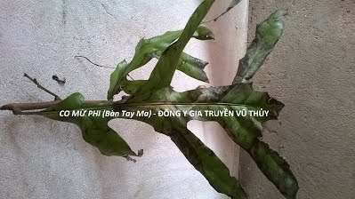 Cây bàn tay ma Cây bàn tay ma