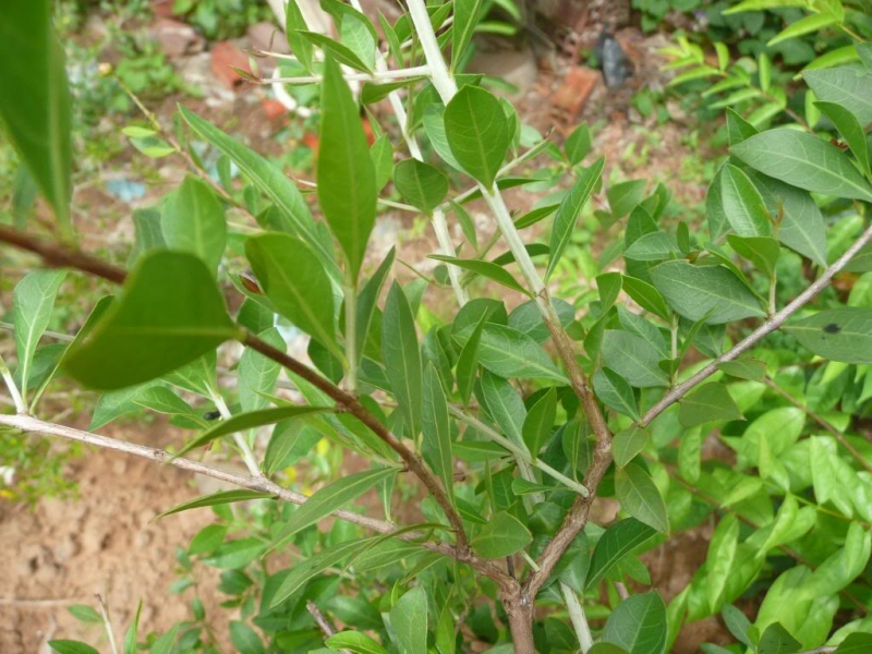 Cây thuốc mọi Cây thuốc mọi