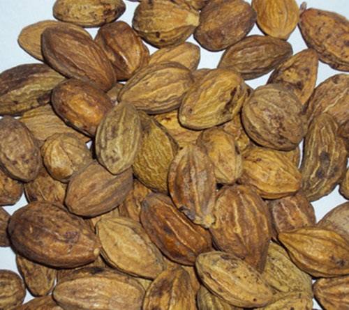 Cây chiêu liêu Cây chiêu liêu