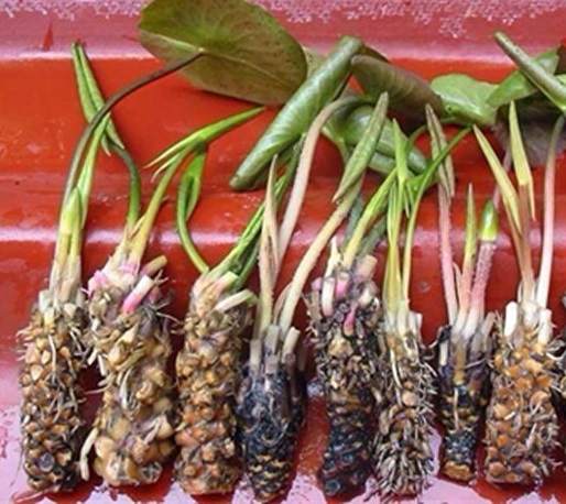 Củ súng Củ súng