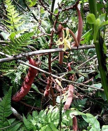 Cây bòi vịt - chí câu lỏ Cây bòi vịt - chí câu lỏ