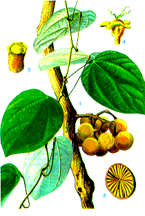 Vàng Đắng Vàng Đắng