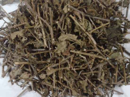 Cây cà gai leo Cây cà gai leo