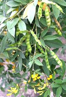 Đậu Chiều Đậu Chiều