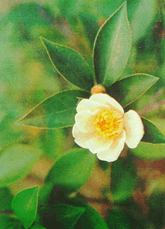 Cây Sở Cây Sở