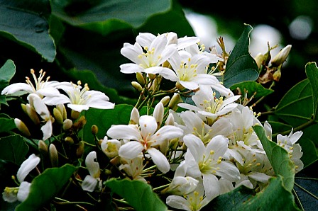 Cây Trẩu Cây Trẩu