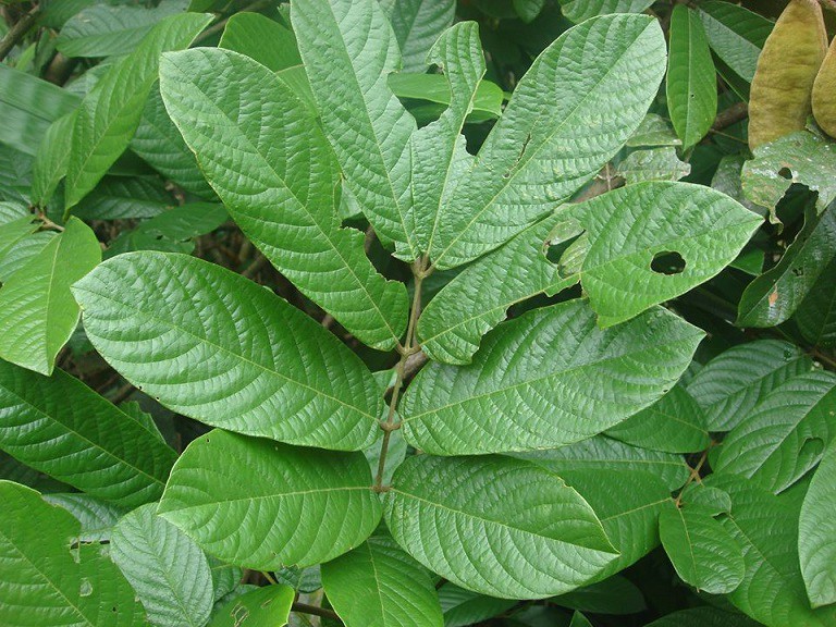 Dây thuốc cá Dây thuốc cá