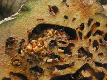 Bí kỳ nam Bí kỳ nam