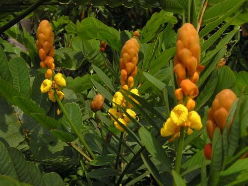 Cây Muồng Trâu Cây Muồng Trâu