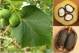 Đậu Cọc Rào Đậu Cọc Rào