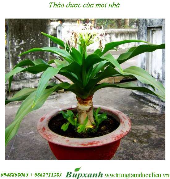 Náng hoa trắng Náng hoa trắng