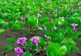 Rau muống biển Rau muống biển
