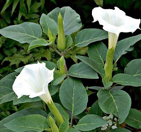 Cây cà độc dược Cây cà độc dược