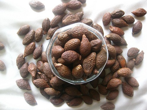 Hạt lười ươi Hạt lười ươi
