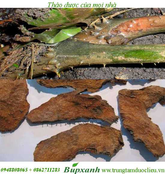 Củ móp gai Củ móp gai