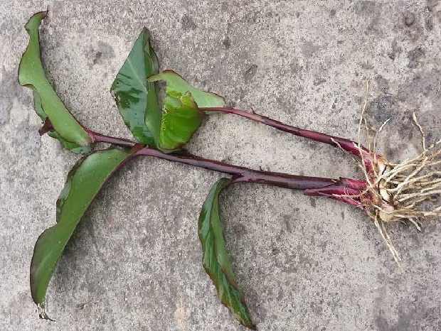 Cây dong riềng đỏ Cây dong riềng đỏ