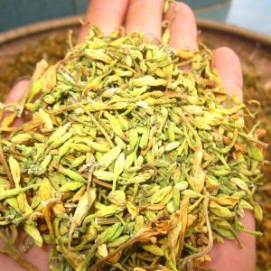 Hoa đu đủ đực Hoa đu đủ đực