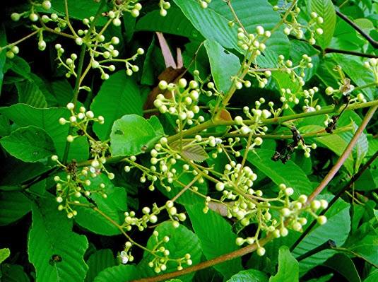 Dây chiều Dây chiều