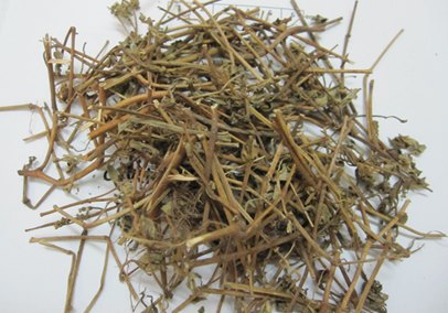 Mua cây vú sữa đất ở đâu để làm đẹp