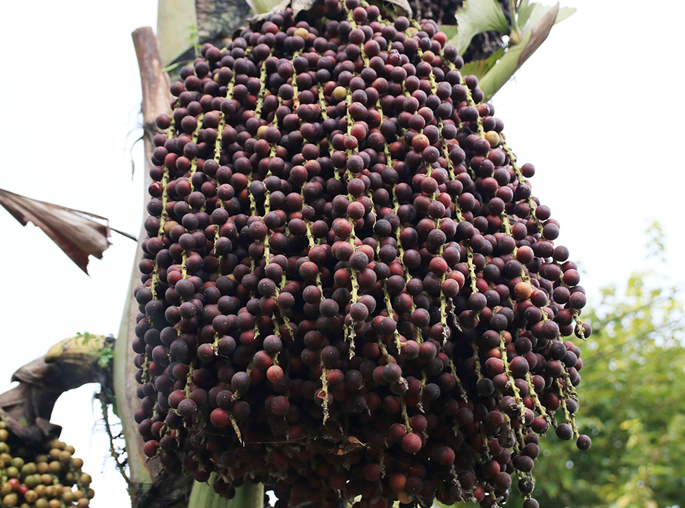 qua_dung_dinh_tren_cay