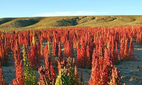 quinoa_growing_in_bolivia