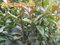 Cây ung thư của người mường