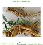 Rễ cây xáo tam phân