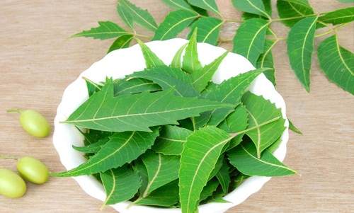 Bột lá neem