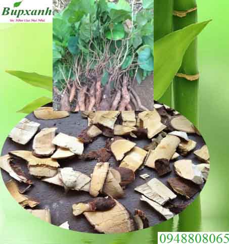 Rượu thuốc trị nám Rượu thuốc trị nám