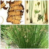 Cây cỏ bấc đèn