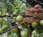 Quả me rừng, địa chỉ bán bột me rừng