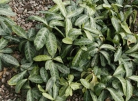 Cây đơn lưỡi hổ