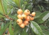 Tỳ bà diệp