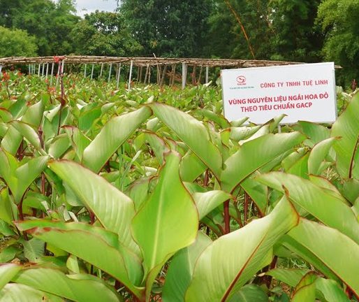 Cây Ngải hoa đỏ