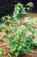 Cây cỏ đĩ