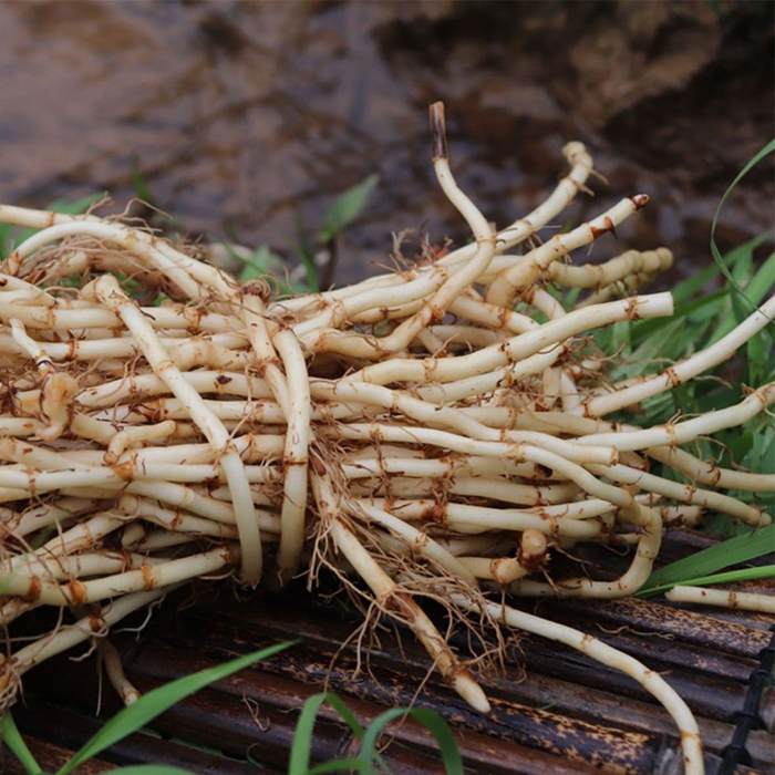 Cỏ rễ tranh có tác dụng trong việc điều trị bệnh sỏi thận rất rốt cùng tìm hiểu về cỏ rễ tranh bạn nhé