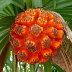 Quả dứa dại có công dụng chữa viêm ngoài da sỏi thận bị trĩ hay giải độc cơ thế rất hiệu quả