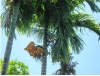 Cây cau - rễ cây cau