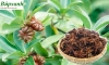 Đại hồi có rất nhiều công dụng để chữa bệnh và tốt cho sức khỏe cong người như chữa đau lưng, thấp khớp