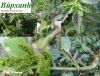 Cây dền gai giúp điều trị bệnh xương khớp, thoát vị địa đệm, điều trị bệnh sỏi thận có hiệu quả bất ngờ