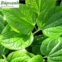 Lá lốt có rất nhiều công dụng tuyệt vời trong điều trị bệnh như xương khớp, mụn nhọt, phù thũng đem lại hiệu quả tốt cho người điều trị