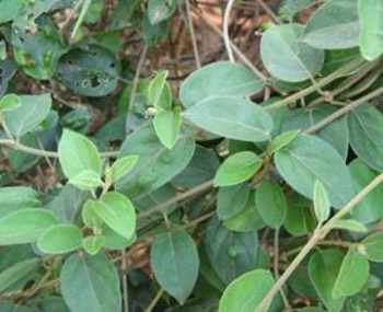 Dây Thìa Canh – Vị Thuốc Vàng Giúp Ổn Định Đường Huyết Tự Nhiên
