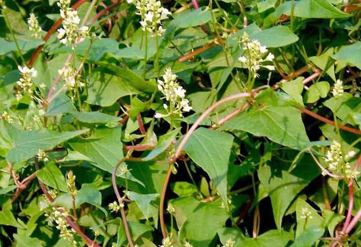 Dây Hà Thủ Ô – Vị Thuốc Bổ Huyết, Đen Tóc, Dưỡng Gan Thận Và Tăng Cường Sức Khỏe Tự Nhiên