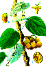 Vàng Đắng