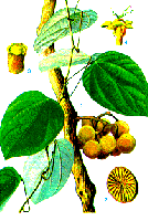 Vàng Đắng