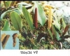 Thạch Vĩ
