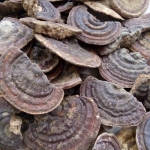 Nấm linh chi rừng