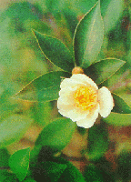 Cây Sở