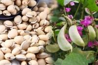 Bạch Biến Đậu